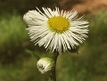 Fleabane1a (Medium)